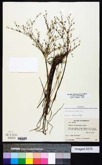 Juncus diffusissimus image