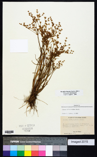 Juncus diffusissimus image