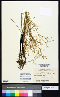 Juncus diffusissimus image