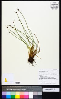 Juncus drummondii image