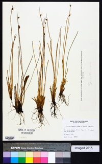 Juncus subnodulosus image