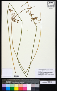 Juncus effusus var. solutus image