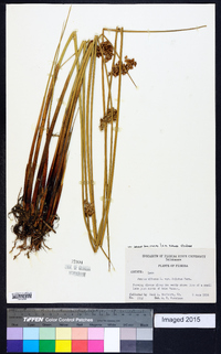 Juncus effusus var. solutus image