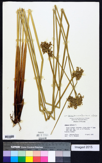 Juncus effusus var. solutus image