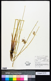 Juncus effusus var. solutus image