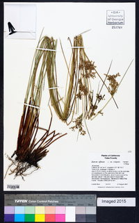 Juncus effusus var. exiguus image