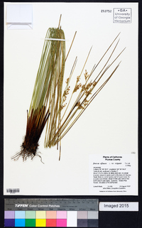 Juncus effusus var. exiguus image