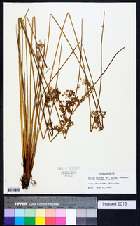 Juncus effusus var. pylaei image