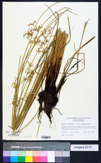 Juncus effusus var. solutus image