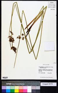 Juncus effusus var. solutus image