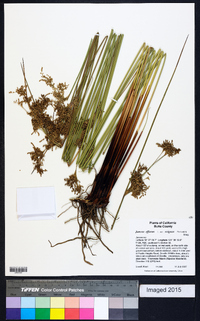 Juncus effusus var. exiguus image