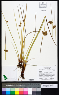 Juncus effusus var. exiguus image