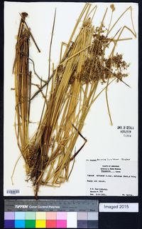 Juncus effusus var. solutus image