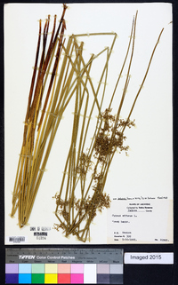 Juncus effusus var. solutus image