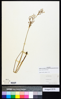 Juncus elliottii image