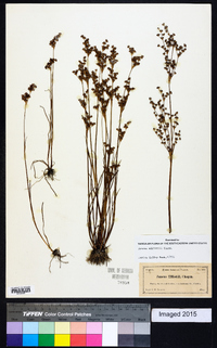 Juncus elliottii image