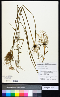 Juncus elliottii image