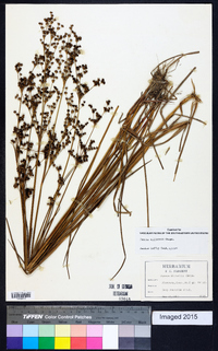 Juncus elliottii image