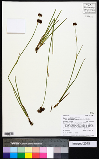 Juncus ensifolius var. montanus image