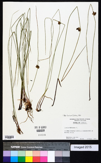 Juncus filiformis image