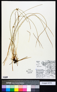 Juncus filiformis image