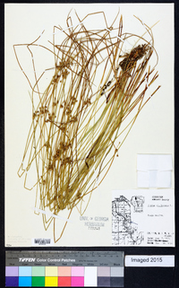 Juncus filiformis image