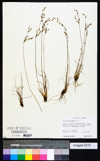 Juncus georgianus image