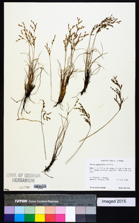 Juncus georgianus image