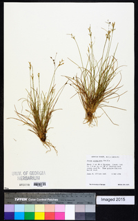 Juncus georgianus image