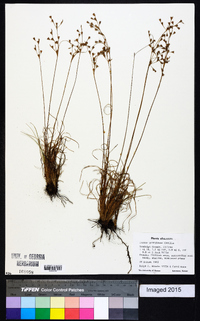 Juncus georgianus image