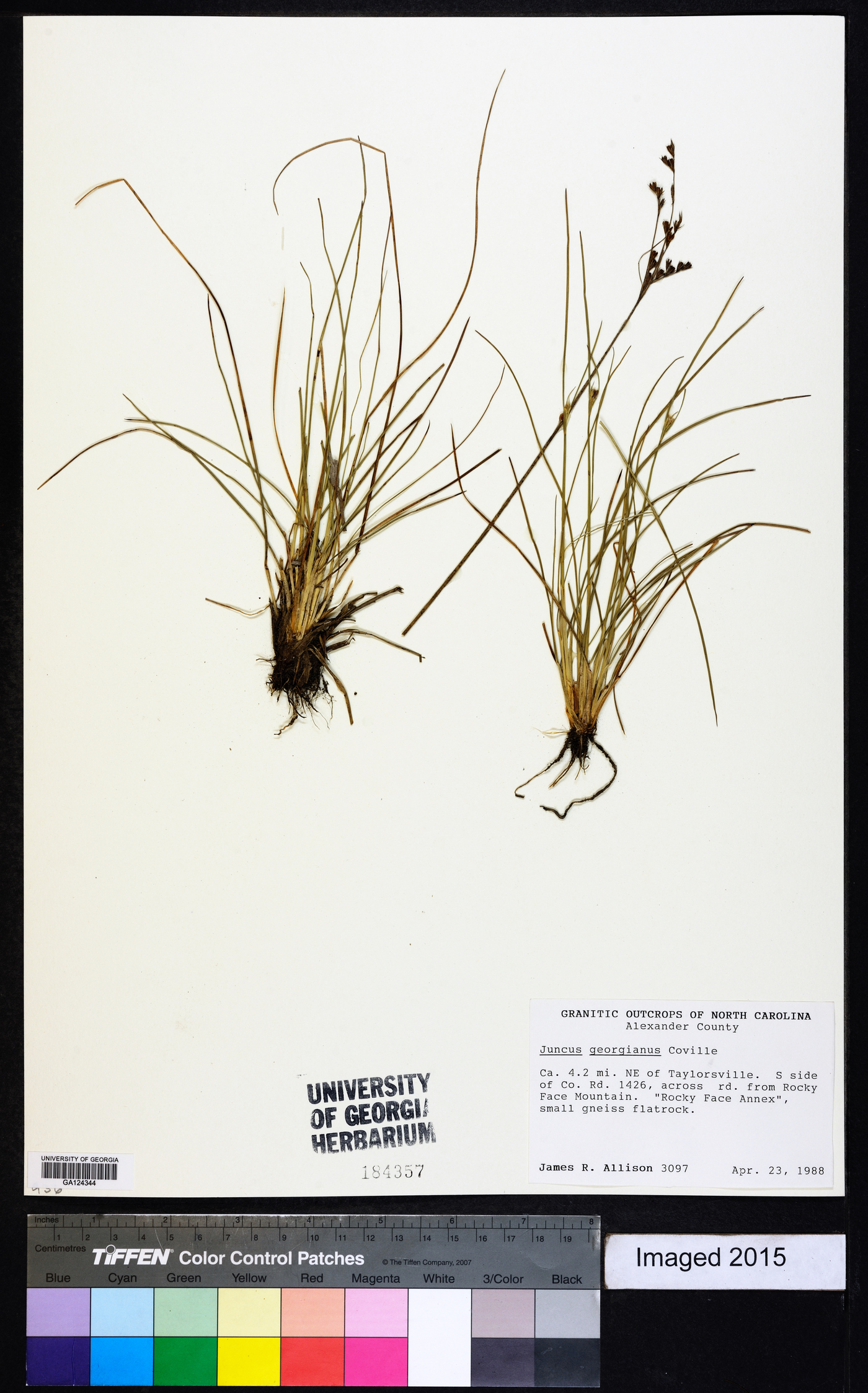 Juncus georgianus image