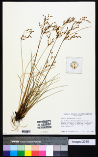 Juncus georgianus image