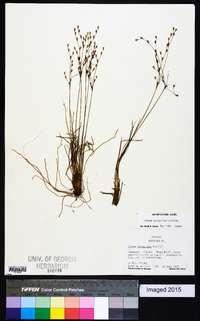 Juncus georgianus image