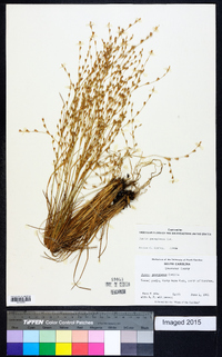 Juncus georgianus image