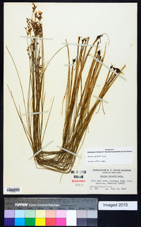 Juncus gerardii image