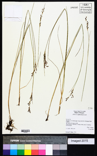 Juncus gerardii image