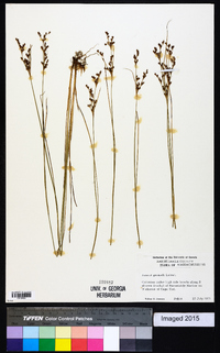 Juncus gerardii image