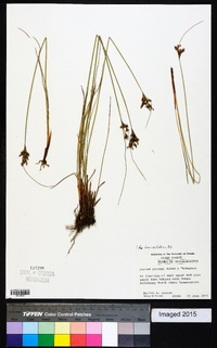 Juncus greenei image