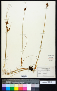 Juncus greenei image