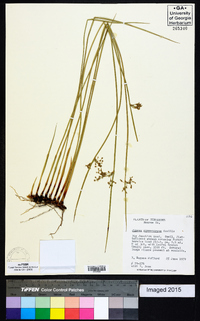 Juncus gymnocarpus image