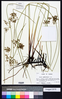 Juncus gymnocarpus image