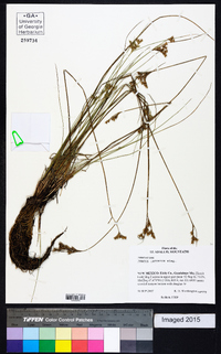 Juncus interior image