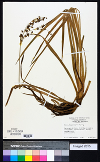 Juncus lomatophyllus image