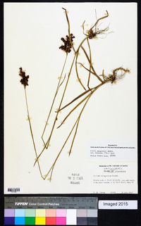 Juncus marginatus var. biflorus image