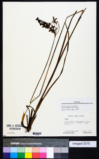 Juncus marginatus var. biflorus image