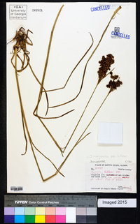 Juncus marginatus var. biflorus image