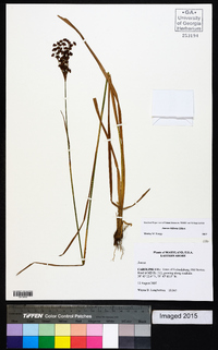 Juncus biflorus image