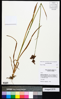 Juncus biflorus image