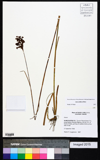 Juncus biflorus image