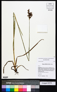 Juncus biflorus image